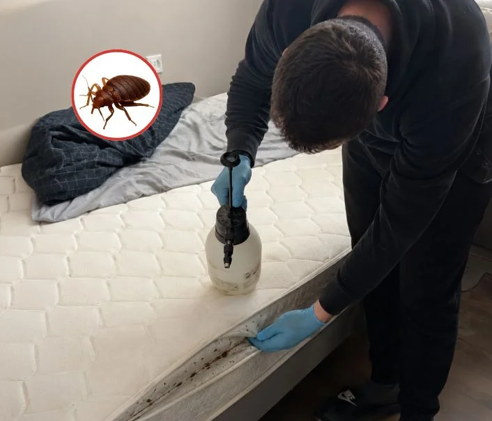 Technicien traitant un matelas contre les punaises de lit à Bouleurs